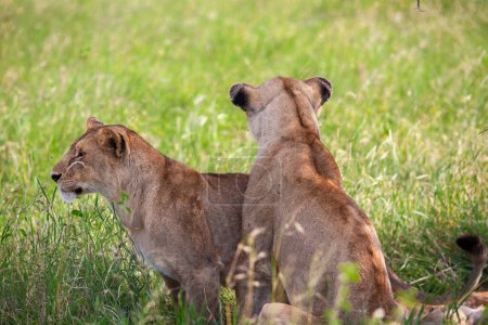Foto de Jóvenes leonas en Savannah en el Parque Nacional del Serengeti - Imagen libre de derechos