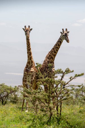 Photo for Wild Giraffes at Ngorongoro Crater, Tanzania - Royalty Free Image