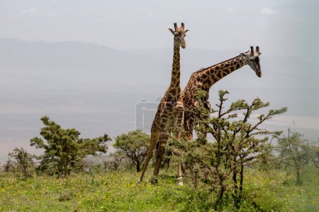Foto de Jirafas salvajes en el cráter de Ngorongoro, Tanzania - Imagen libre de derechos