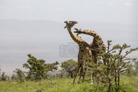 Foto de Jirafas salvajes en el cráter de Ngorongoro, Tanzania - Imagen libre de derechos