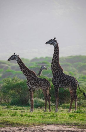 Téléchargez les photos : Girafes dans le parc national du lac Manyara, Tanzanie - en image libre de droit