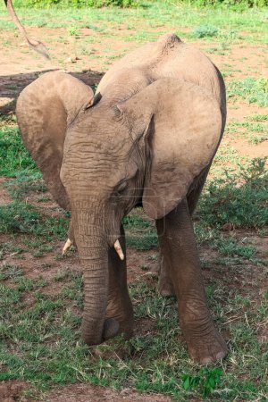Photo for African elephant in the Lake Manyara National Park, Tanzania - Royalty Free Image