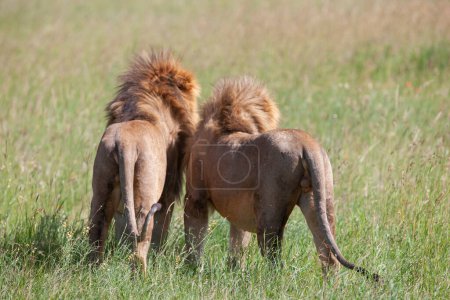 Téléchargez les photos : Lions sur l'herbe au parc national du Serengeti - en image libre de droit