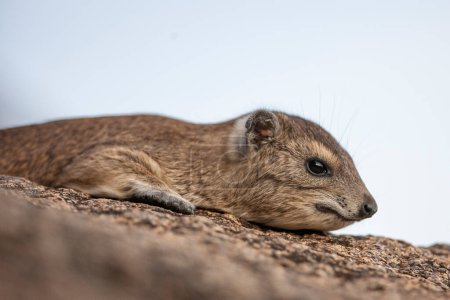 Téléchargez les photos : Rocher ou cap Hyraxes (Procavia capensis) sur un rocher dans le parc national du Serengeti, Tanzanie, Afrique - en image libre de droit