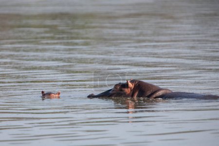 Téléchargez les photos : Hippopotame dans le parc national du Serengeti, Tanzanie - en image libre de droit