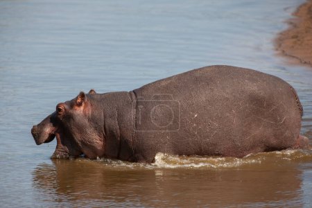 Photo for Hippopotamus in the Serengeti National Park, Tanzania - Royalty Free Image