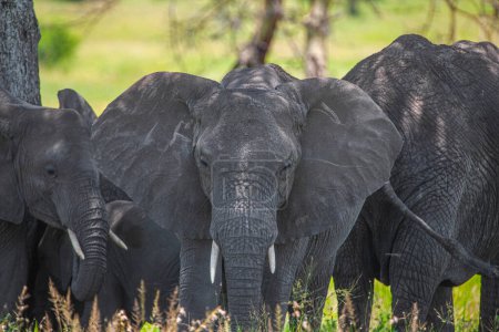 Foto de Elefantes africanos en el Parque Nacional del Serengeti, Tanzania - Imagen libre de derechos