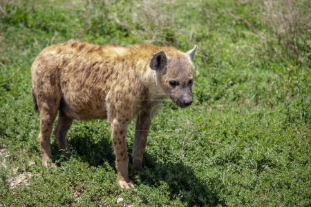 Foto de Primer plano de una hiena joven sobre hierba verde - Imagen libre de derechos
