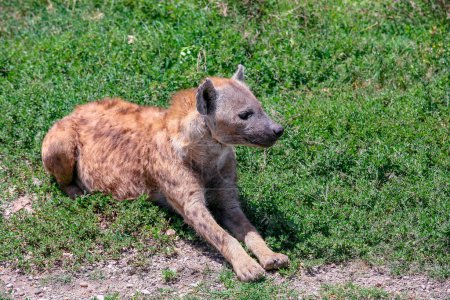 Téléchargez les photos : Gros plan d'une jeune hyène sur herbe verte - en image libre de droit