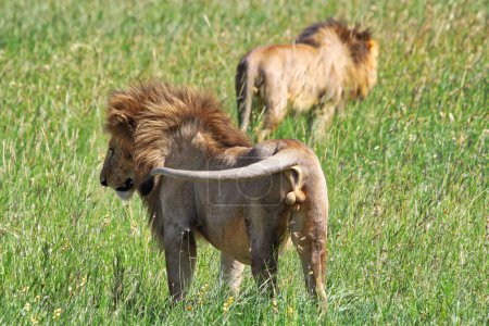 Foto de Leones sobre hierba en el parque nacional del Serengeti - Imagen libre de derechos