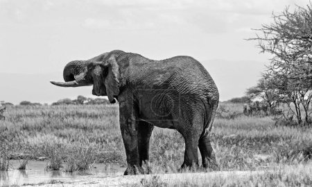 Photo for African elephant in the Serengeti National Park, Tanzania - Royalty Free Image
