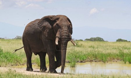 Foto de Elefante africano en el Parque Nacional del Serengeti, Tanzania - Imagen libre de derechos