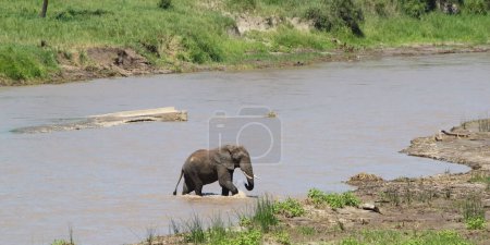 Foto de Elefante africano en el Parque Nacional del Serengeti, Tanzania - Imagen libre de derechos