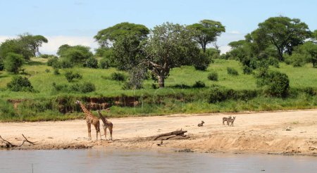 Téléchargez les photos : Animaux africains sur le bord du lac à savane, tanzanie - en image libre de droit