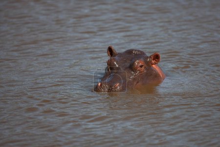 Photo for Hippopotamus bathing in river water - Royalty Free Image
