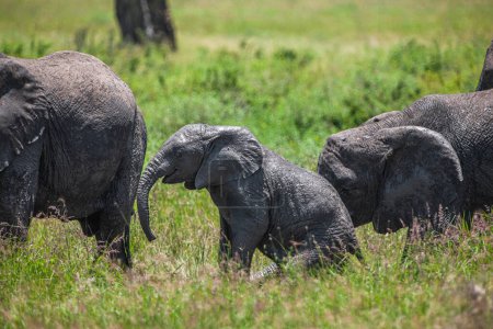 Foto de Elefantes africanos en el Parque Nacional del Lago Manyara, Tanzania - Imagen libre de derechos