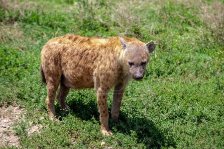 Téléchargez les photos : Gros plan d'une jeune hyène sur herbe verte - en image libre de droit