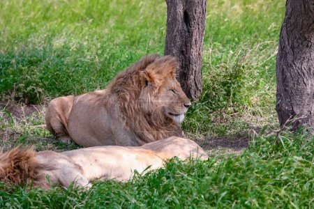 Foto de Leones sobre hierba en el parque nacional del Serengeti - Imagen libre de derechos