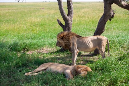 Téléchargez les photos : Lions sur l'herbe au parc national du Serengeti - en image libre de droit