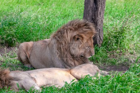 Photo for Lions on grass at Serengeti national park - Royalty Free Image