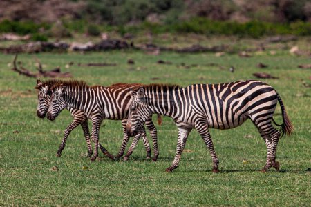 Téléchargez les photos : Zèbres dans le parc national du lac Manyara, Tanzanie - en image libre de droit