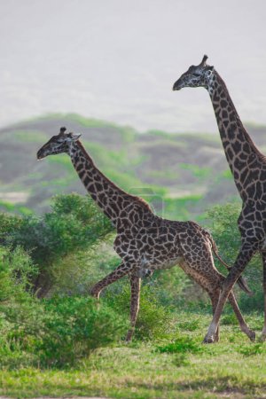 Téléchargez les photos : Girafes dans le parc national du lac Manyara, Tanzanie - en image libre de droit