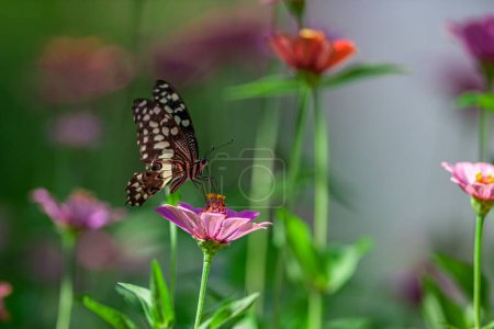 Photo for Beautiful butterfly resting on flower in Lake Manyara National Park, Tanzania - Royalty Free Image