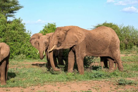 Photo for African elephants in the Lake Manyara National Park, Tanzania - Royalty Free Image
