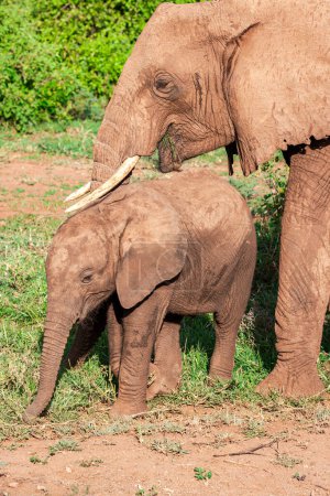 Téléchargez les photos : Un groupe d'éléphants dans la savane du lac Manyara parc national - en image libre de droit