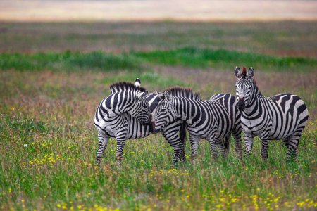 Téléchargez les photos : Zèbres dans le parc national du Serengeti, Tanzanie - en image libre de droit