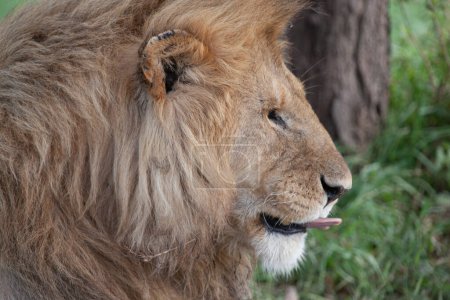 Photo for Lion in the Serengeti National Park, Tanzania - Royalty Free Image