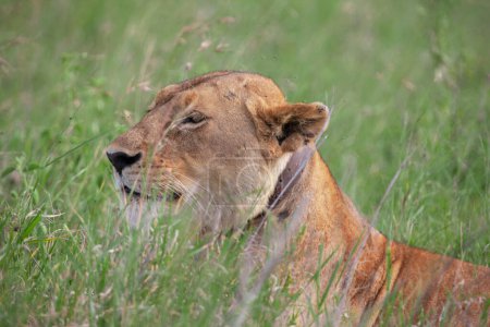 Foto de Leona en el Parque Nacional del Serengeti, Tanzania - Imagen libre de derechos