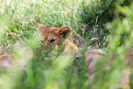 Téléchargez les photos : Lionne dans le parc national du Serengeti, Tanzanie - en image libre de droit