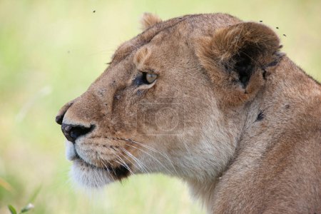 Foto de Leonas en el Parque Nacional del Serengeti, Tanzania - Imagen libre de derechos