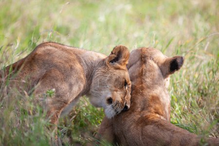 Téléchargez les photos : Lionnes dans le parc national du Serengeti, Tanzanie - en image libre de droit