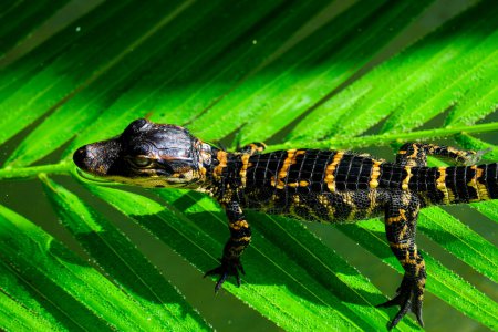Téléchargez les photos : Bébé alligator alligator dans la zone d'observation dans le parc - en image libre de droit