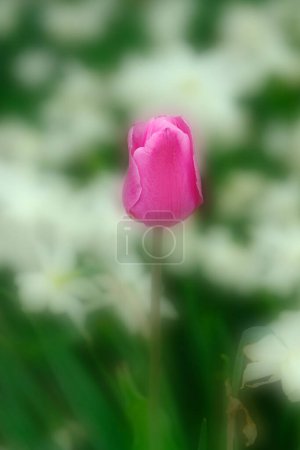 Téléchargez les photos : Des tulipes colorées poussant au festival des tulipes au printemps de belles couleurs sur des fleurs délicates - en image libre de droit