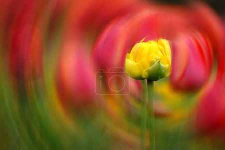 Téléchargez les photos : Des tulipes colorées poussant au festival des tulipes au printemps de belles couleurs sur des fleurs délicates tourbillonnent - en image libre de droit