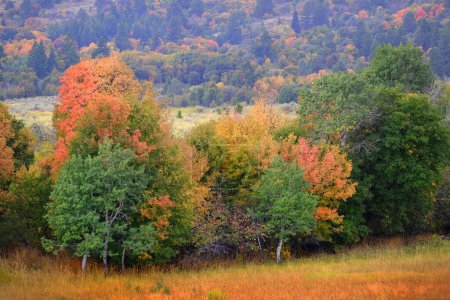 Foto de Caída de árboles en el campo cambiando de colores con las montañas en backgrouind - Imagen libre de derechos