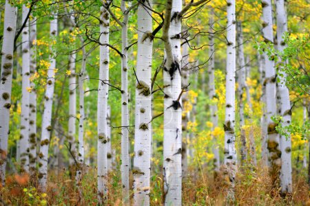 Photo for Detail of Aspen tree in fall autumn selective focus blurred background white trunk texture - Royalty Free Image