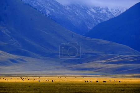 Téléchargez les photos : Ranch de bovins dans la vallée avec des vaches noires sur le pâturage avec des montagnes en arrière-plan - en image libre de droit