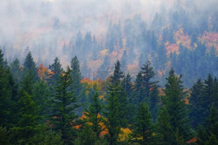 Téléchargez les photos : Arbres d'automne et pinèdes en montagne aux couleurs automnales dans le brouillard brumeux - en image libre de droit