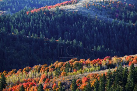 Téléchargez les photos : Arbres d'automne et forêt de pins sur la montagne avec des couleurs d'automne nature sauvage luxuriante - en image libre de droit