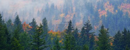 Téléchargez les photos : Arbres d'automne et pinèdes en montagne aux couleurs automnales dans le brouillard brumeux - en image libre de droit