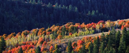 Téléchargez les photos : Arbres d'automne et forêt de pins sur la montagne avec des couleurs d'automne nature sauvage luxuriante - en image libre de droit