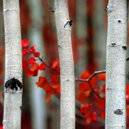 Foto de Detalle del árbol de Aspen en otoño enfoque selectivo fondo borroso textura del tronco blanco - Imagen libre de derechos