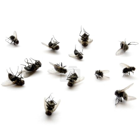 Large pile of dead flies lying on their backs isolated on white background