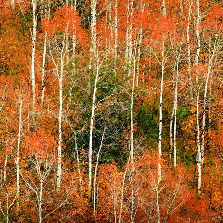 Foto de Caída de árboles en el campo cambiando de colores con las montañas en backgrouind - Imagen libre de derechos