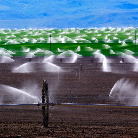 Téléchargez les photos : Arroseurs de ligne de roue pour l'irrigation des lignes de terre de champ labouré sillonné pour cultiver des cultures vertes - en image libre de droit
