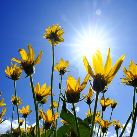 Fleurs sauvages jaunes en pleine nature avec le ciel et la croissance des nuages